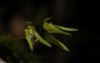 Bulbophyllum thwaitesii Rchb.f.